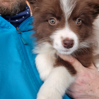 Cucciola border collie