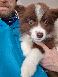Cucciola border collie