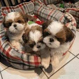 Shih Tzu maschietti Toy