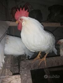 Gallo livornese