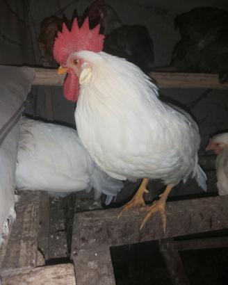 Gallo livornese