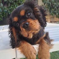 Femminuccia Cavalier King con pedigree