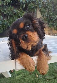 Femminuccia Cavalier King con pedigree