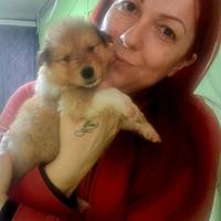 Pastore scozzese collie