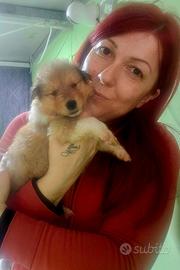 Pastore scozzese collie