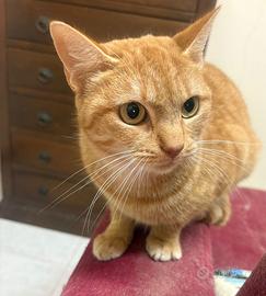 Carla gattina 7 mesi