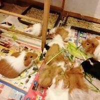 Porcellino india cavia