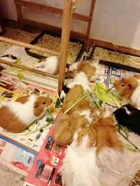 Porcellino india cavia