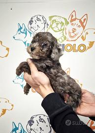 Cuccioli di barboncini toy tricolore Maschi Femmin