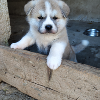 Cuccioli Akita inu