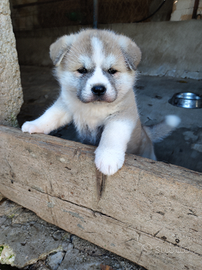 Cuccioli Akita inu