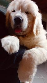 Cuccioli golden retriever