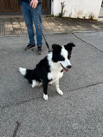 Border Collie 9 mesi