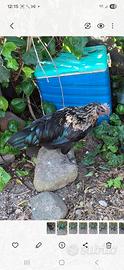 Gallo