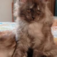 Maine Coon cucciola
