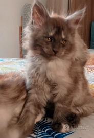Maine Coon cucciola