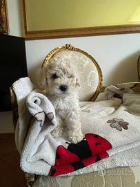 Barboncino maschietto