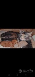 Maine Coon