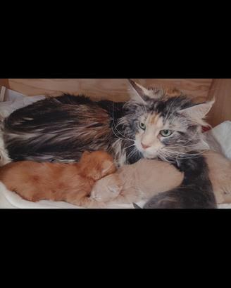 Maine Coon