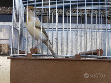 Canarine Timbrado Spagnolo