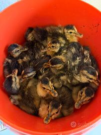 Anatroccoli Apple silver