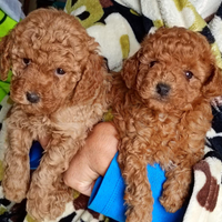 Barboncini nani e Toy rossi e albicocca