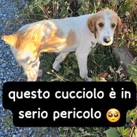 Alvin cucciolo 6 mesi simil segugio