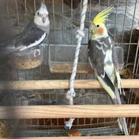 Coppia di Calopsiti di un anno adatti ai bambini