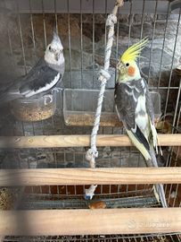 Coppia di Calopsiti di un anno adatti ai bambini