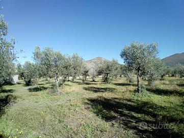 TER. AGRICOLO A SPOLETO