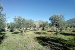TER. AGRICOLO A SPOLETO