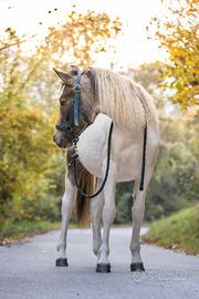 Puledra di circa 1.5 anni pezzata