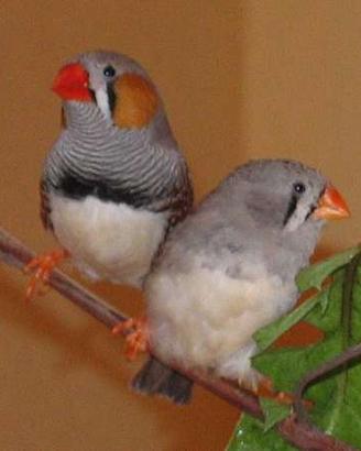 Coppia di Bengalini