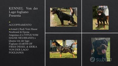 Cuccioli dì Rottweiler