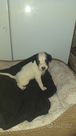 Incrocio tra cocker e barboncino nano