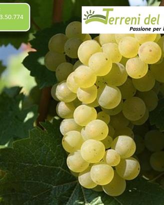 Vigneto Produttivo a San Severo