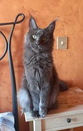 Maine coon