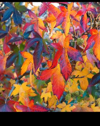 Liquidambar 