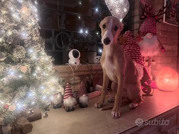 Whippet Cucciolo