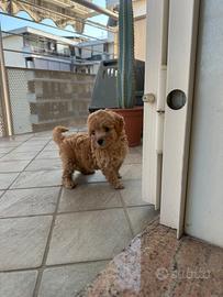Maltipoo