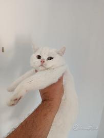 Cuccioli di gattini scottish straight