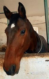 Cavallo salto ostacoli e dressage