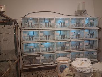 batteria per uccelli 