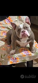 American bully micro exotic