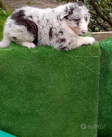 Border collie blu merle cucciola