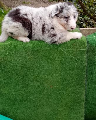 Border collie blu merle cucciola