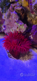 Anemone rosso acquario marino
