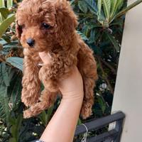 Femminuccia di barboncino toy