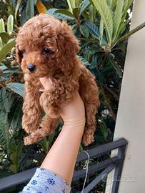 Femminuccia di barboncino toy