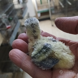 Inseparabili roseicollis da imbecco